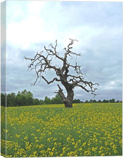 Field of Rapeseed Canvas Print by Noreen Linale