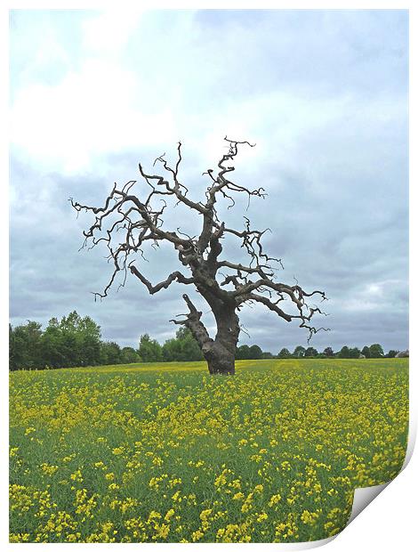 Field of Rapeseed Print by Noreen Linale