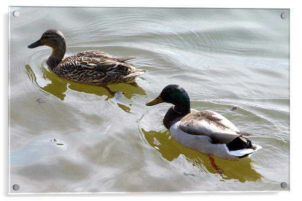 Swimming ducks Acrylic by Samantha Daniels