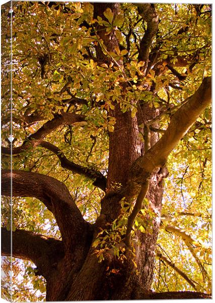 Autumn Chestnut  Canvas Print by Alan Pickersgill