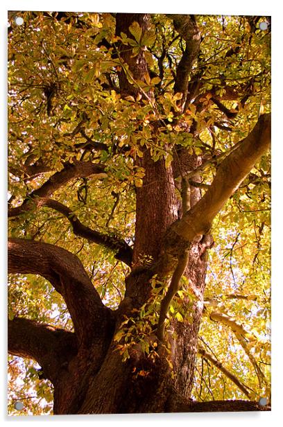 Autumn Chestnut  Acrylic by Alan Pickersgill