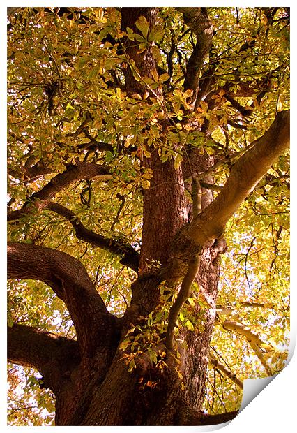 Autumn Chestnut  Print by Alan Pickersgill