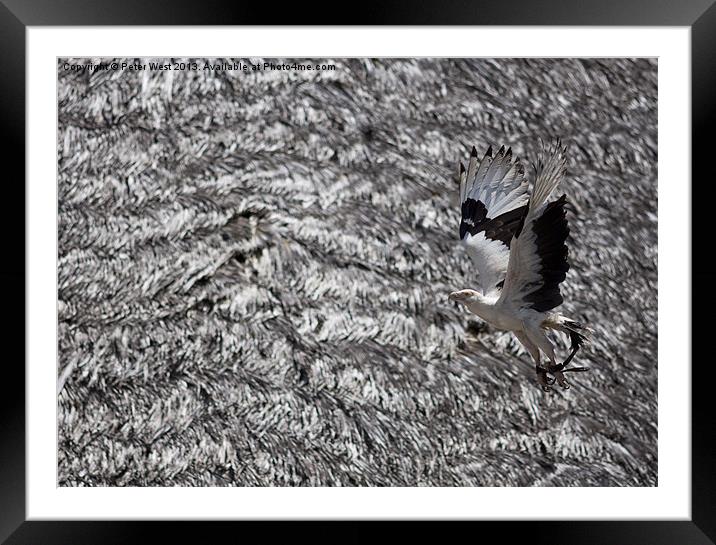 Camouflage Eagle Framed Mounted Print by Peter West