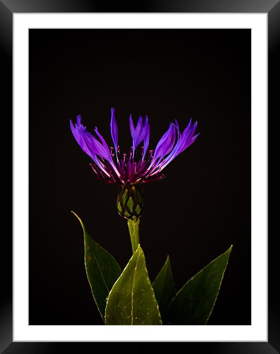 Blue Cornflower Framed Mounted Print by Mark Llewellyn