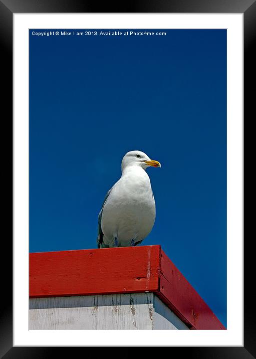 Lone Gull Framed Mounted Print by Thanet Photos