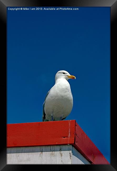 Lone Gull Framed Print by Thanet Photos