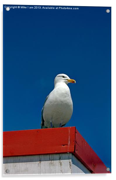 Lone Gull Acrylic by Thanet Photos