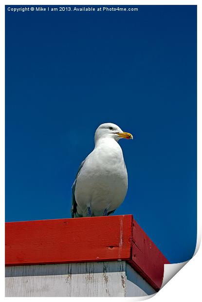 Lone Gull Print by Thanet Photos