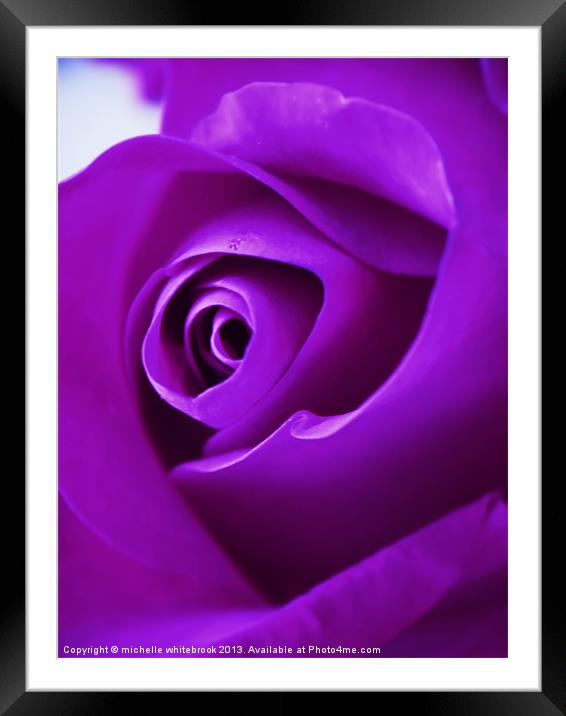 deep purple Framed Mounted Print by michelle whitebrook