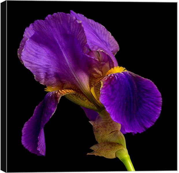 Purple Iris Canvas Print by Dave Wilkinson North Devon Ph