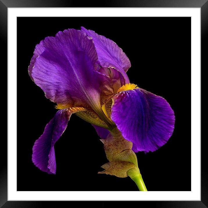 Purple Iris Framed Mounted Print by Dave Wilkinson North Devon Ph