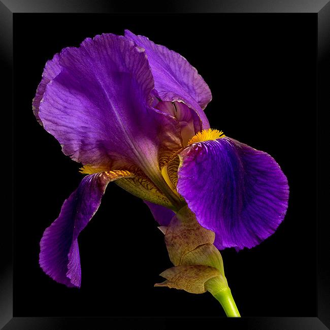 Purple Iris Framed Print by Dave Wilkinson North Devon Ph