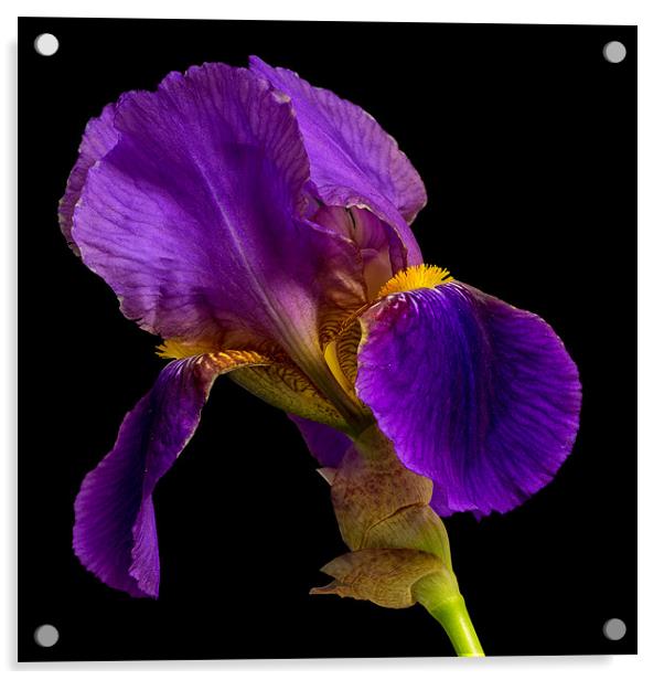 Purple Iris Acrylic by Dave Wilkinson North Devon Ph