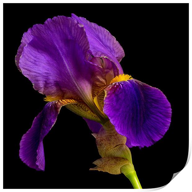 Purple Iris Print by Dave Wilkinson North Devon Ph
