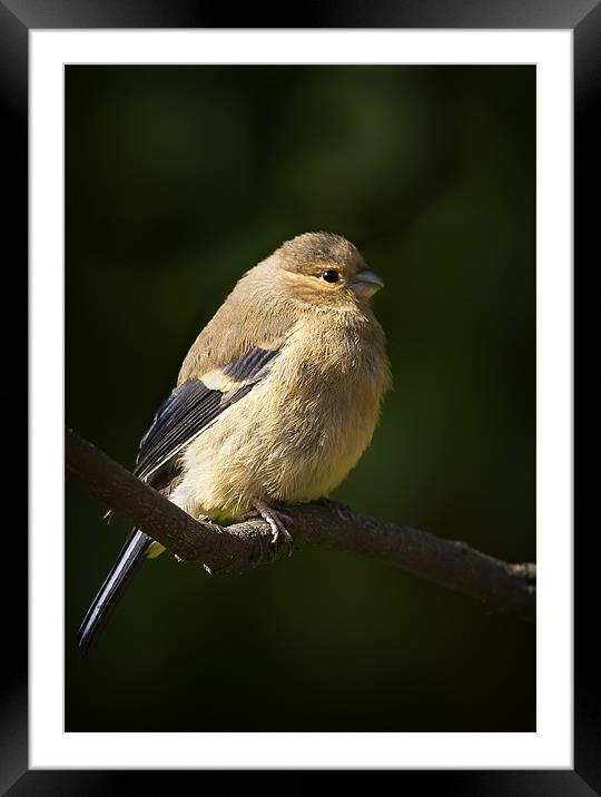 YOUNG BULLFINCH Framed Mounted Print by Anthony R Dudley (LRPS)