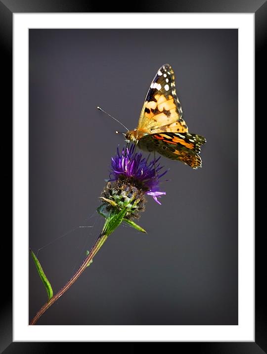 PAINTED LADY Framed Mounted Print by Anthony R Dudley (LRPS)