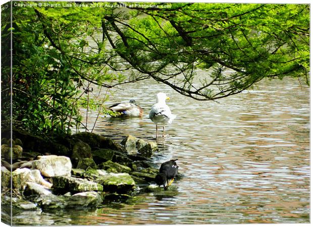At the lakes edge Canvas Print by Sharon Lisa Clarke