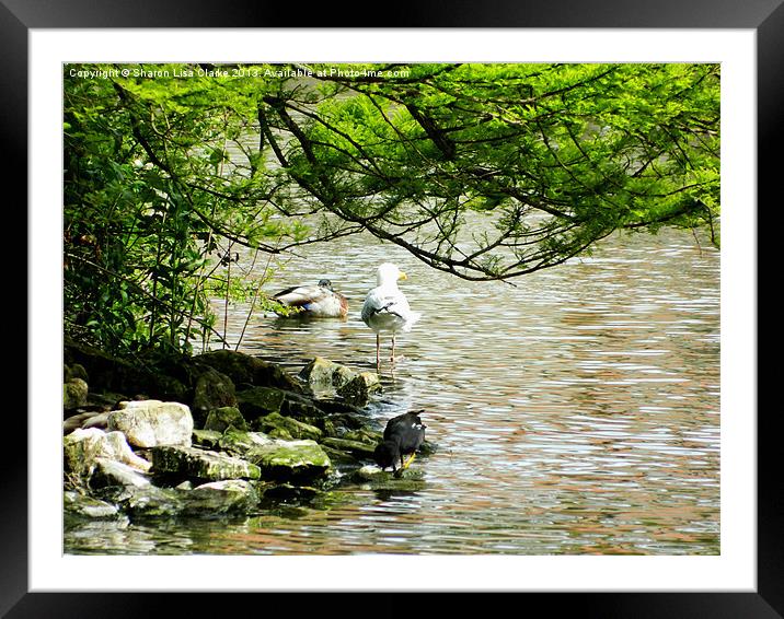 At the lakes edge Framed Mounted Print by Sharon Lisa Clarke