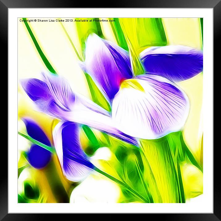 Fractalius Iris Framed Mounted Print by Sharon Lisa Clarke