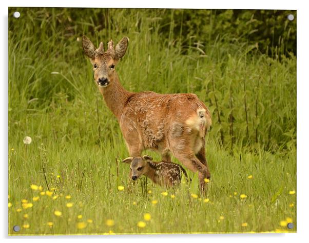 Roe Deer Doe and Kid Acrylic by Alan Sutton