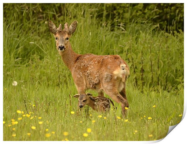 Roe Deer Doe and Kid Print by Alan Sutton