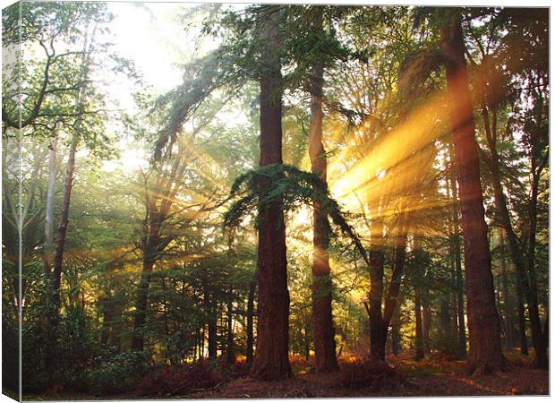 New Forest Dawn Canvas Print by Alan Sutton