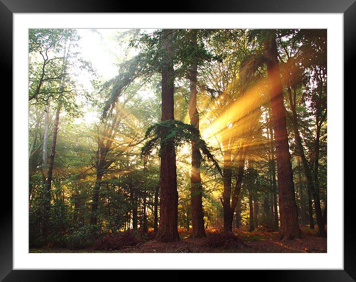 New Forest Dawn Framed Mounted Print by Alan Sutton