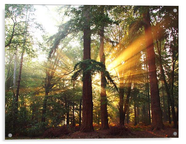 New Forest Dawn Acrylic by Alan Sutton
