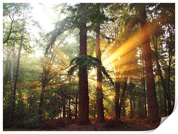 New Forest Dawn Print by Alan Sutton