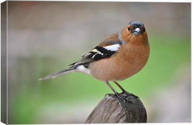 Chaffinch Canvas Print by graham young