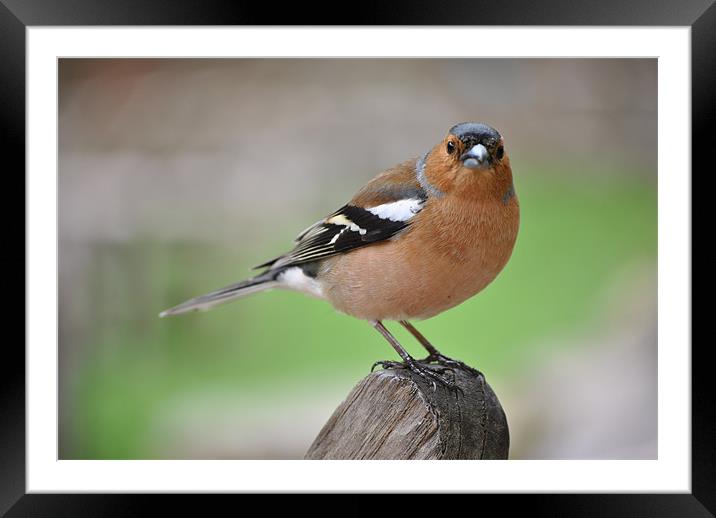 Chaffinch Framed Mounted Print by graham young