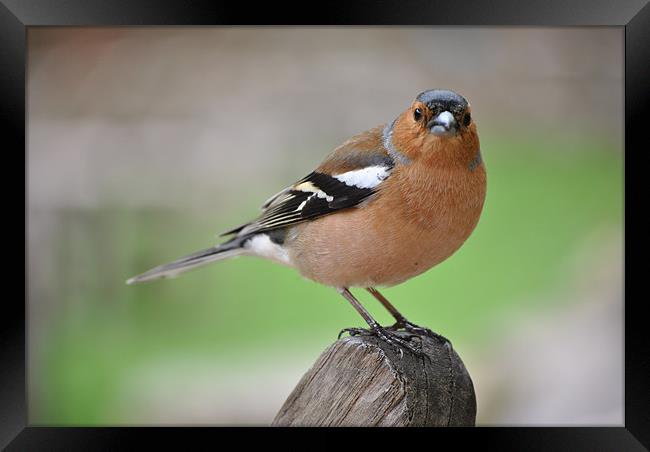Chaffinch Framed Print by graham young