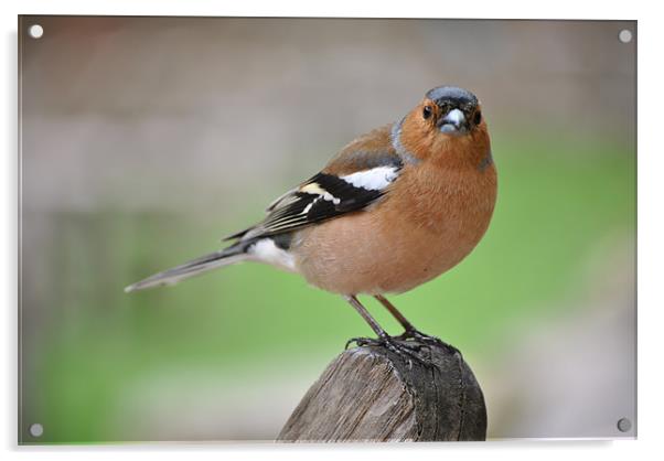 Chaffinch Acrylic by graham young