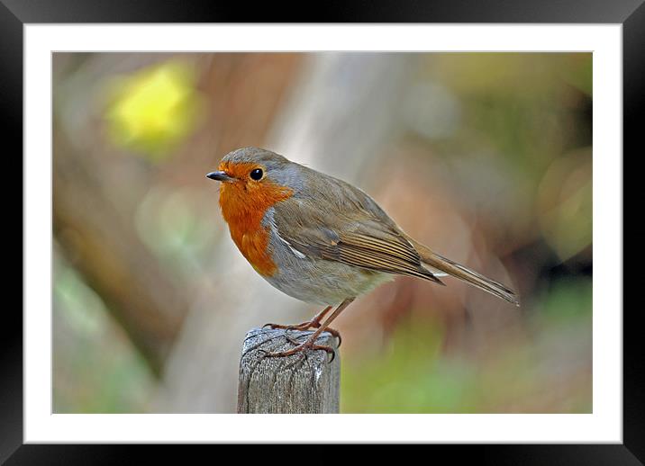 Robin Framed Mounted Print by graham young