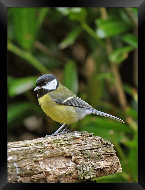 Great Tit Framed Print by graham young