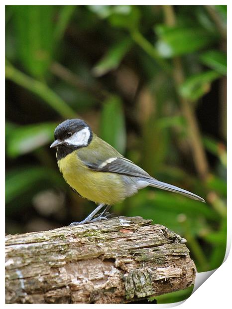 Great Tit Print by graham young