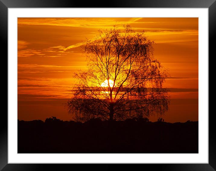 Sping Sunset in the New Forest Framed Mounted Print by Alan Sutton