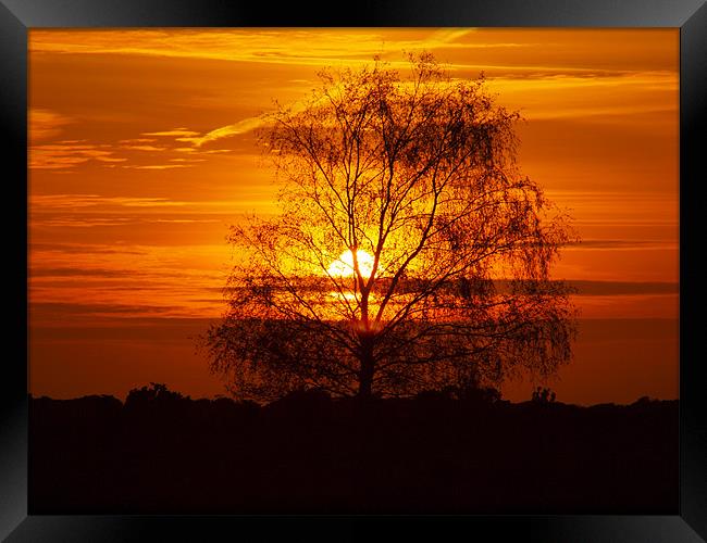 Sping Sunset in the New Forest Framed Print by Alan Sutton