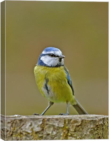 Blue Tit Canvas Print by graham young