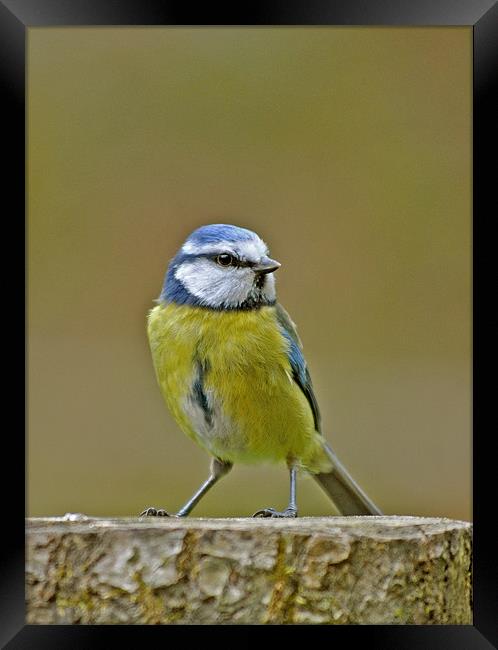 Blue Tit Framed Print by graham young