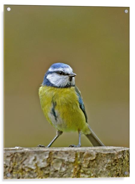 Blue Tit Acrylic by graham young