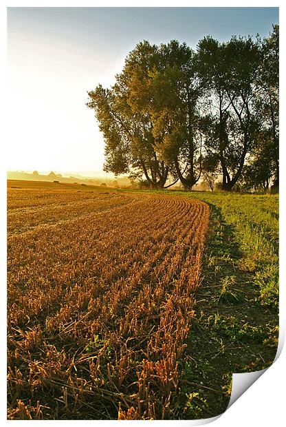 Harvest Edge Print by graham young