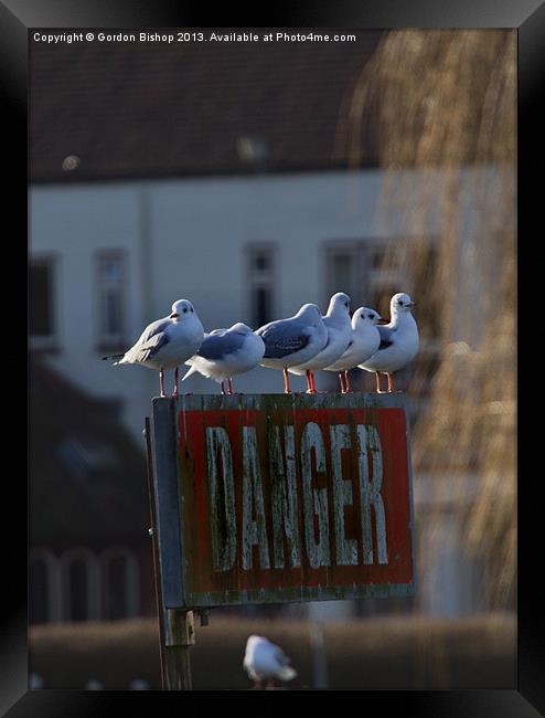 Danger Seagulls Framed Print by Gordon Bishop