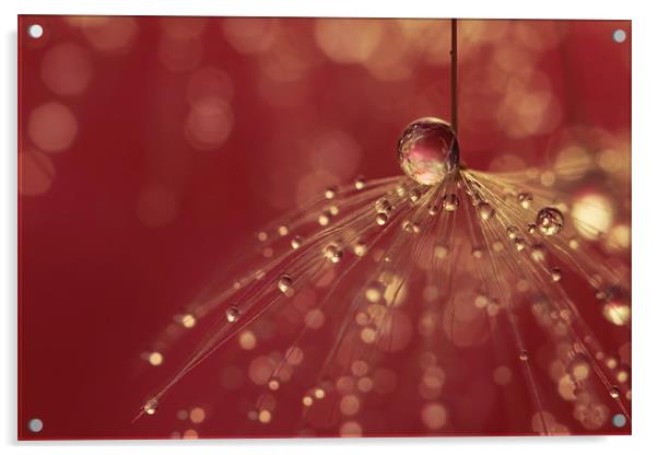 Raspberry Shower Acrylic by Sharon Johnstone
