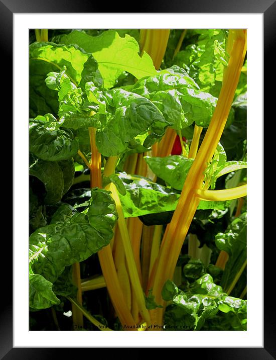 Chard growing in Cowper & Newton Museum Garden Framed Mounted Print by DEE- Diana Cosford