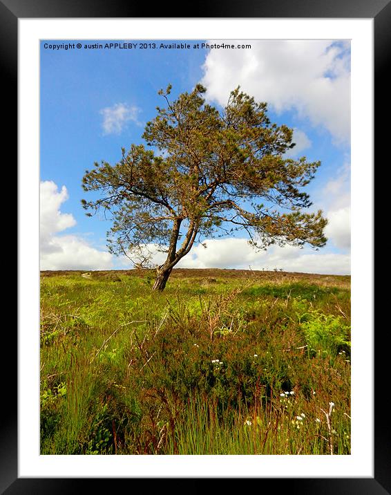 PORTESHAM LONE TREE Framed Mounted Print by austin APPLEBY