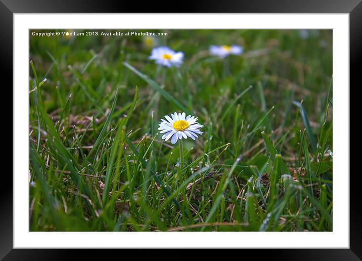 The Daisy Framed Mounted Print by Thanet Photos