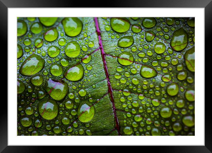 After The Rain Framed Mounted Print by Paul Shears Photogr