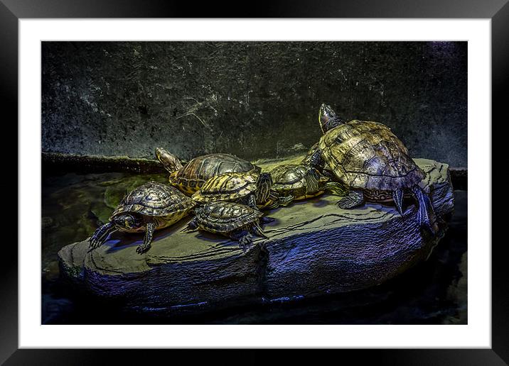 The Family Rock Framed Mounted Print by Paul Shears Photogr