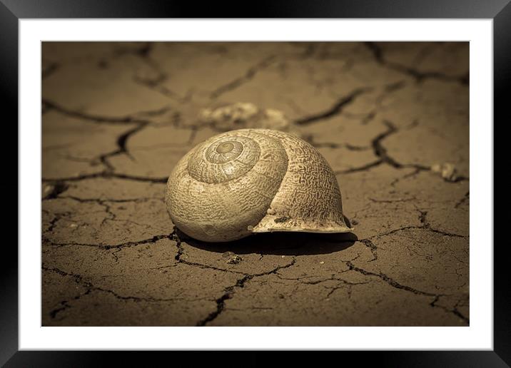 Abandoned Snail Shell II Framed Mounted Print by Paul Shears Photogr